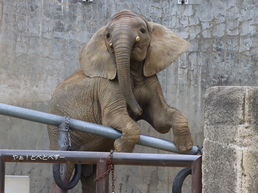 とべ動物園アフリカゾウ：アフ、リカ、媛、砥夢、砥愛
