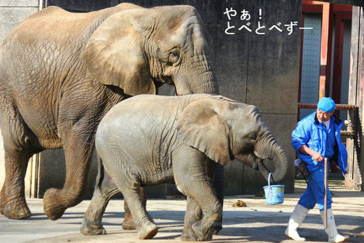 日本で唯一アフリカゾウの親子が暮らす愛媛県立とべ動物園