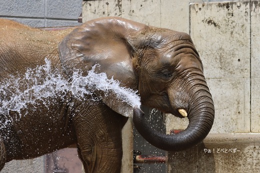 とべ動物園アフリカゾウ:砥愛(メス、13歳)