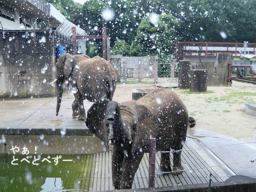 お転婆娘のアフリカゾウの子象の砥愛ちゃん