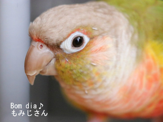 ウロコインコとゾウさんのブログ:やぁ!とべとべずー