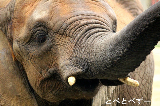 とべ動物園アフリカゾウのブログ：媛ちゃん（７歳）