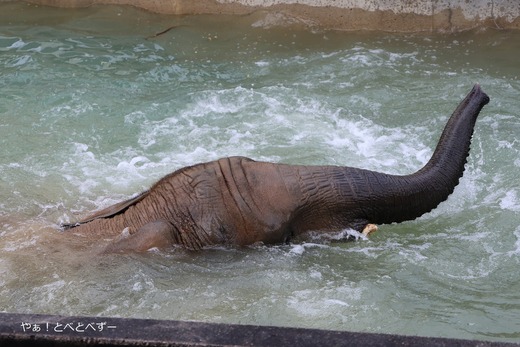 日本で最年少のアフリカゾウ：砥愛ちゃん＠とべ動物園
