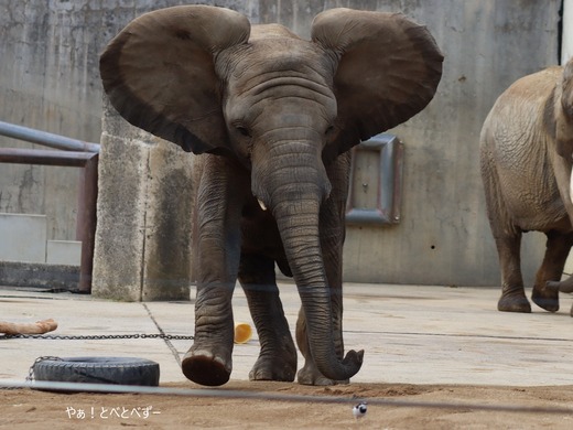 日本で最年少のアフリカゾウの子ゾウの砥愛：愛媛とべ動物園県立