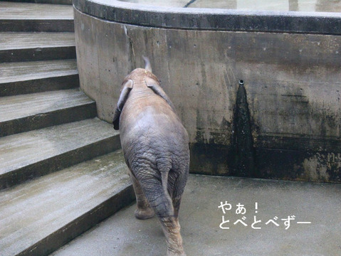 アフリカ象、アジアゾウのブログ：やぁ！とべとべずー