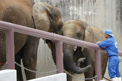 とべ動物園アフリカゾウ