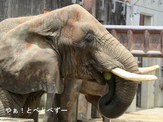 日本で唯一血縁関係のあるアフリカゾウの親子が暮らす愛媛とべ動物園