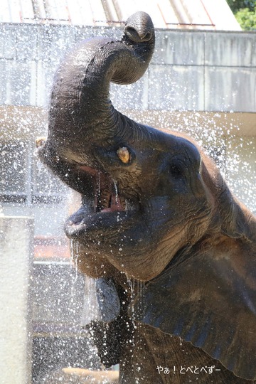 とべ動物園アフリカゾウ:媛ちゃん(メス、16歳)