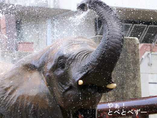 アフリカゾウの写真満載のブログ：やぁ！とべとべずー