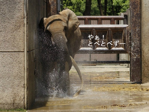 ホースで遊ぶアフリカゾウの媛ちゃん