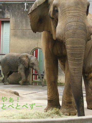 とべ動物園アフリカゾウ：アフくんと砥愛ちゃん