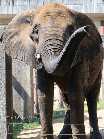 鼻を上げて挨拶してくれるアフリカゾウの媛ちゃん