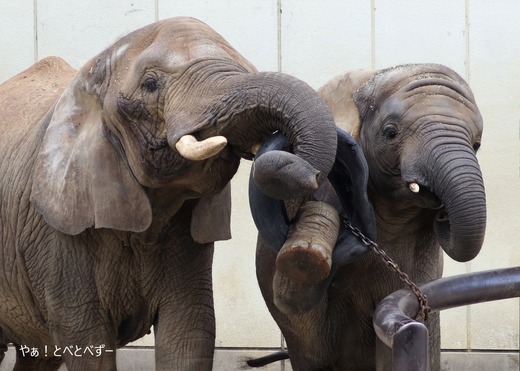 第9回とべ動物園写真コンクール:入賞(佳作)