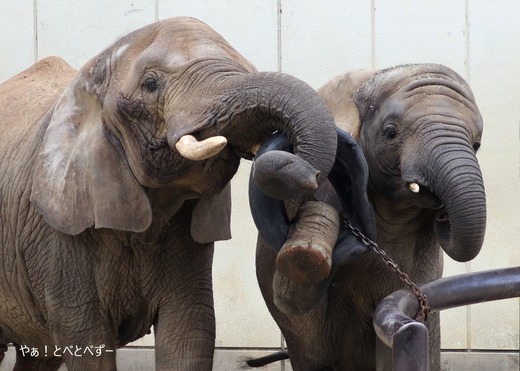 第９回とべ動物園写真コンクール：入賞（佳作）