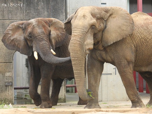 とべ動物園アフリカゾウ：アフ（オス、享年２９歳）