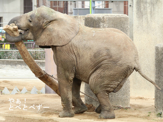 とべ動物園ブログ：砥愛ちゃん、フーくん、ハヤトくん、ティアちゃん