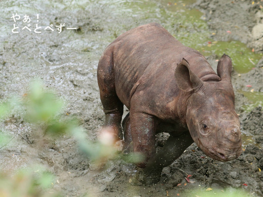 ヒガシクロサイの写真満載のブログ:やぁ!とべとべずー