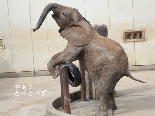とべ動物園アフリカゾウ:砥愛ちゃん(メス、6歳)