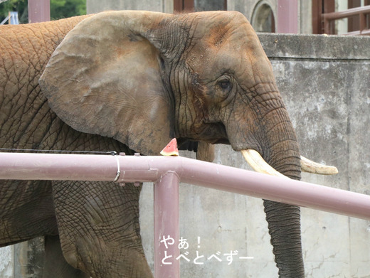 アフリカゾウ、アジアゾウ大好きブログ:やぁ!とべとべずー