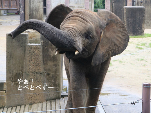 アフリカゾウ写真家：矢野賢一（やぁ！とべとべずー）