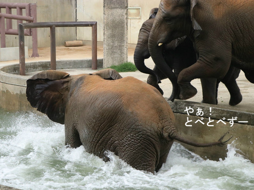 プールで遊ぶアフリカゾウが見られる愛媛県立とべ動物園