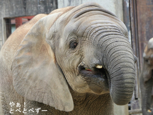 とべ動物園ブログ：やぁ！とべとべずー