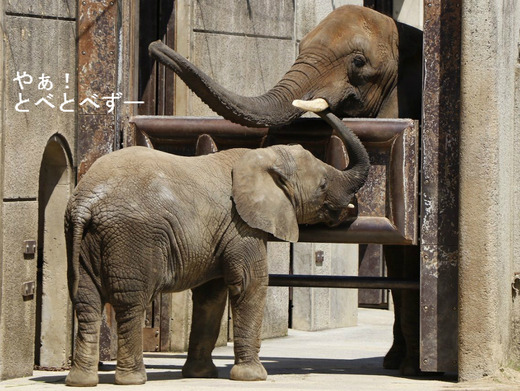 日本で唯一アフリカゾウの親子が暮らす愛媛県立とべ動物園