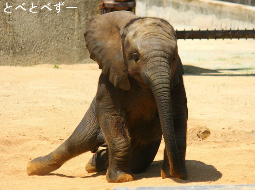 とべ動物園アフリカゾウの写真満載のブログ：やぁ！とべとべずー