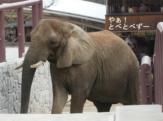 とべ動物園アフリカゾウ:リカ母さん(メス、推定31歳)