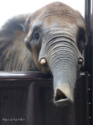 日本で初めて人工哺育で育ったアフリカゾウの媛