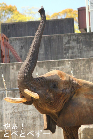 とべ動物園アフリカゾウのブログ：やぁ！とべとべずー