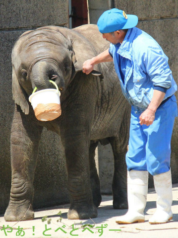 とべ動物園ブログ:アフリカゾウ、白くまピース、赤ちゃんライオン