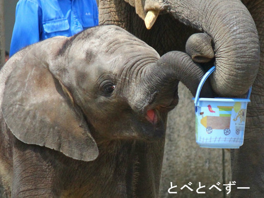 とべ動物園アフリカゾウ：砥愛（誕生日：2013年6月1日生まれ）