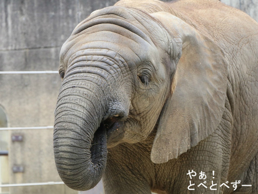 アフリカゾウ、アジアゾウ大好きブログ：やぁ！とべとべずー