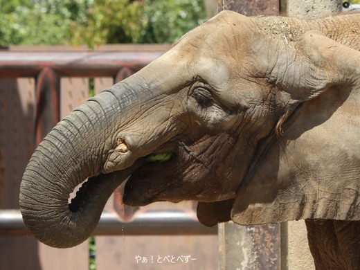 日本で唯一血縁関係のあるアフリカゾウの親子が暮らす愛媛とべ動物園