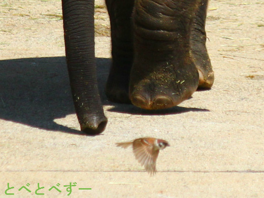 アフリカゾウの写真満載のブログ：やぁ！とべとべずー