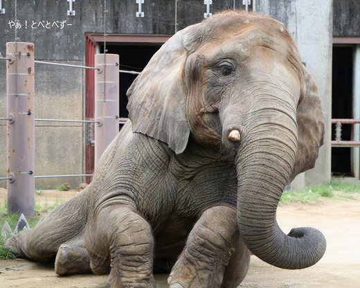 とべ動物園アフリカゾウ:媛ちゃん(メス、17歳)