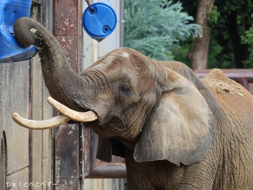 とべ動物園アフリカゾウのブログ:やぁ!とべとべずー