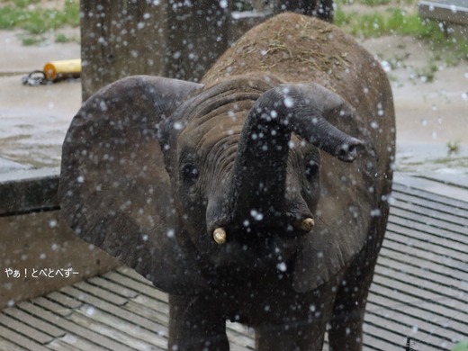 アフリカゾウ、アジアゾウ大好きブログ：やぁ！とべとべずー