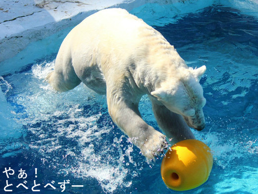 とべ動物園ブログ:やあ!とべとべずー