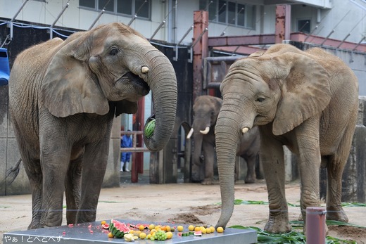 とべ動物園アフリカゾウの姉妹：媛ちゃん、砥愛ちゃん