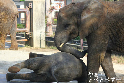 日本で初めて人工哺育で育ったアフリカゾウの媛ちゃん(9歳)