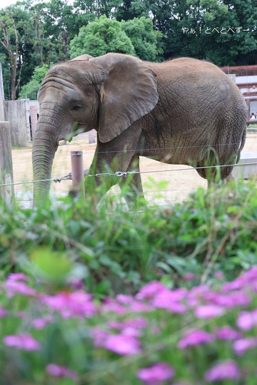 とべ動物園アフリカゾウ:砥愛(メス、12歳)