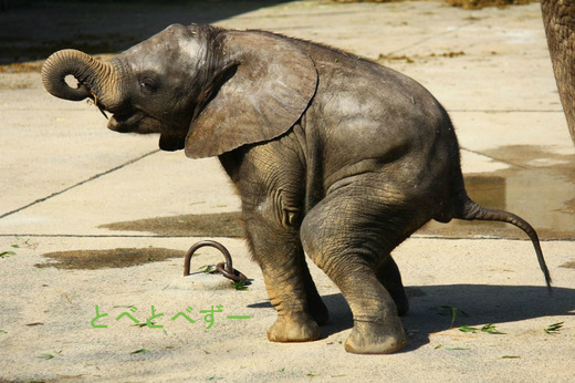 とべ動物園アフリカゾウの赤ちゃん:砥愛(とあ)ちゃん