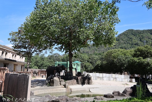 広島市安佐動物公園:サバンナゾウ(タカ)