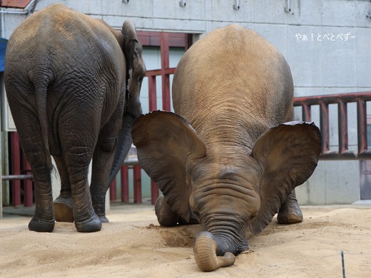 砂場でウリウリ@愛媛県立とべ動物園