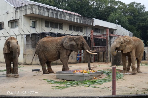 とべ動物園アフリカゾウイベント：媛ちゃんの１９歳のお誕生会