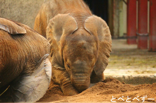 アフリカゾウ 赤ちゃん 砥愛 とあ