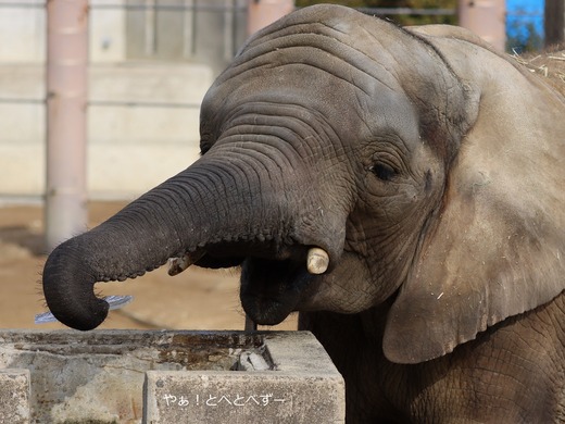 日本で最年少のアフリカゾウの子ゾウの砥愛：愛媛とべ動物園県立