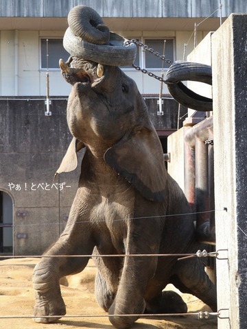 アフリカゾウの写真満載のブログ：やぁ！とべとべずー